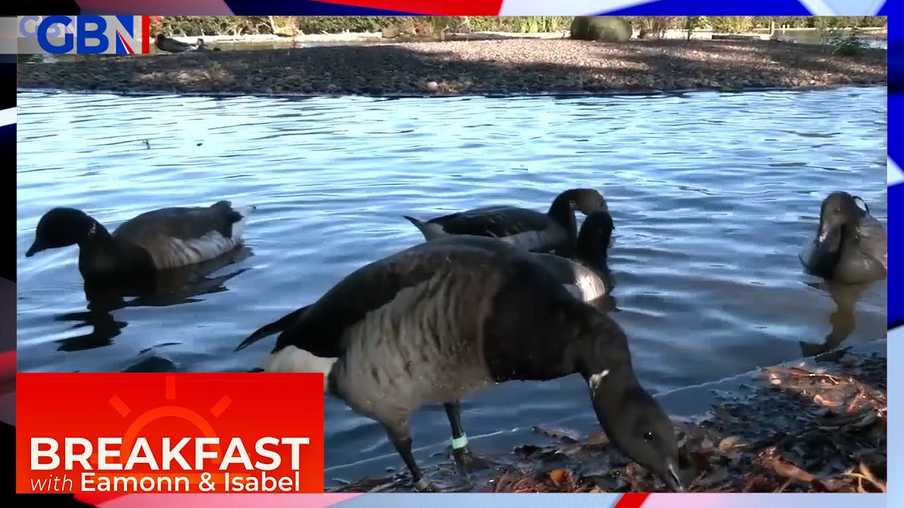 25,000 Brent geese leave Arctic Canada to spend the winter in Ireland | Dougie Beattie reports