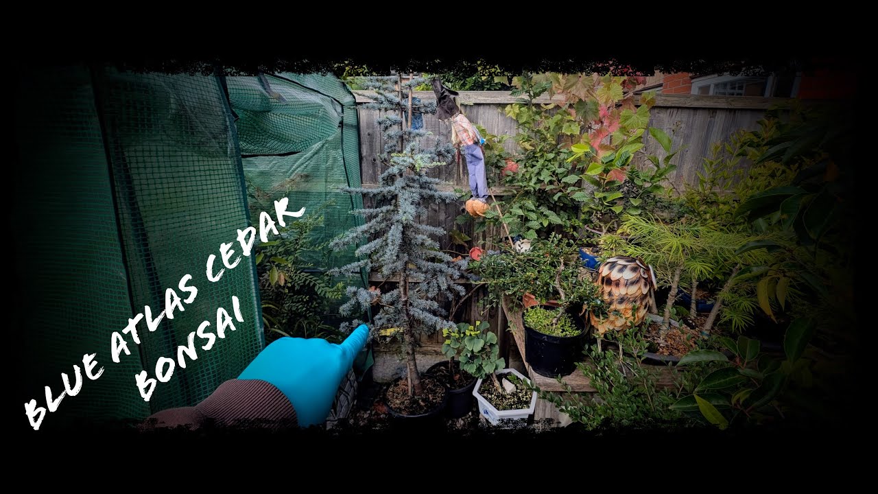 Starting to make a bonsai from a 2.5meter tall blue Atlas Cedar.