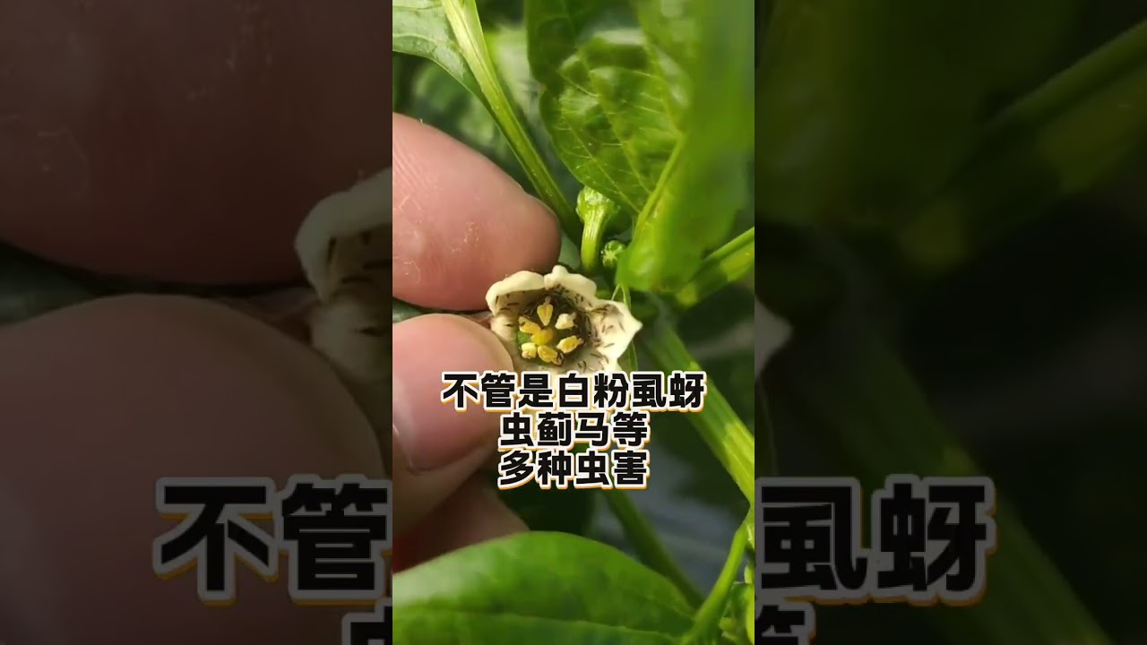 教你一個土壤方法解決蔬菜蟲害 