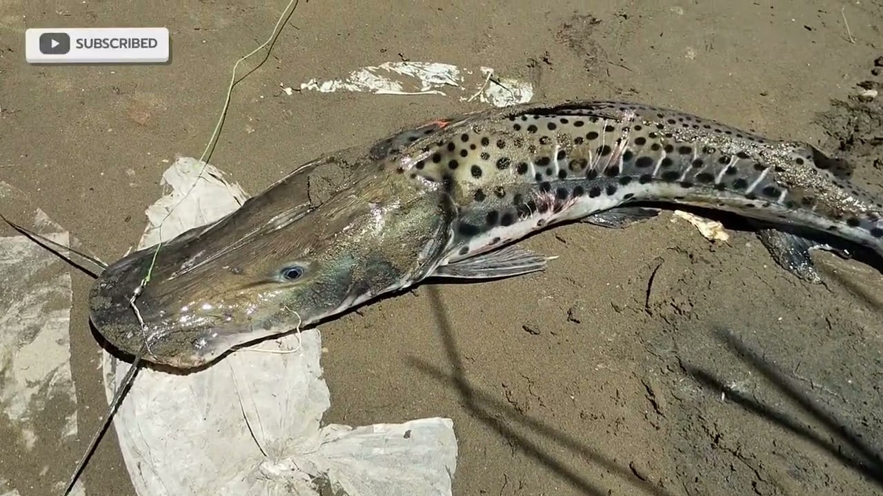 Impresionante volvió a salir el surubi(cachorro), estáves en el náutico de Quilmes 