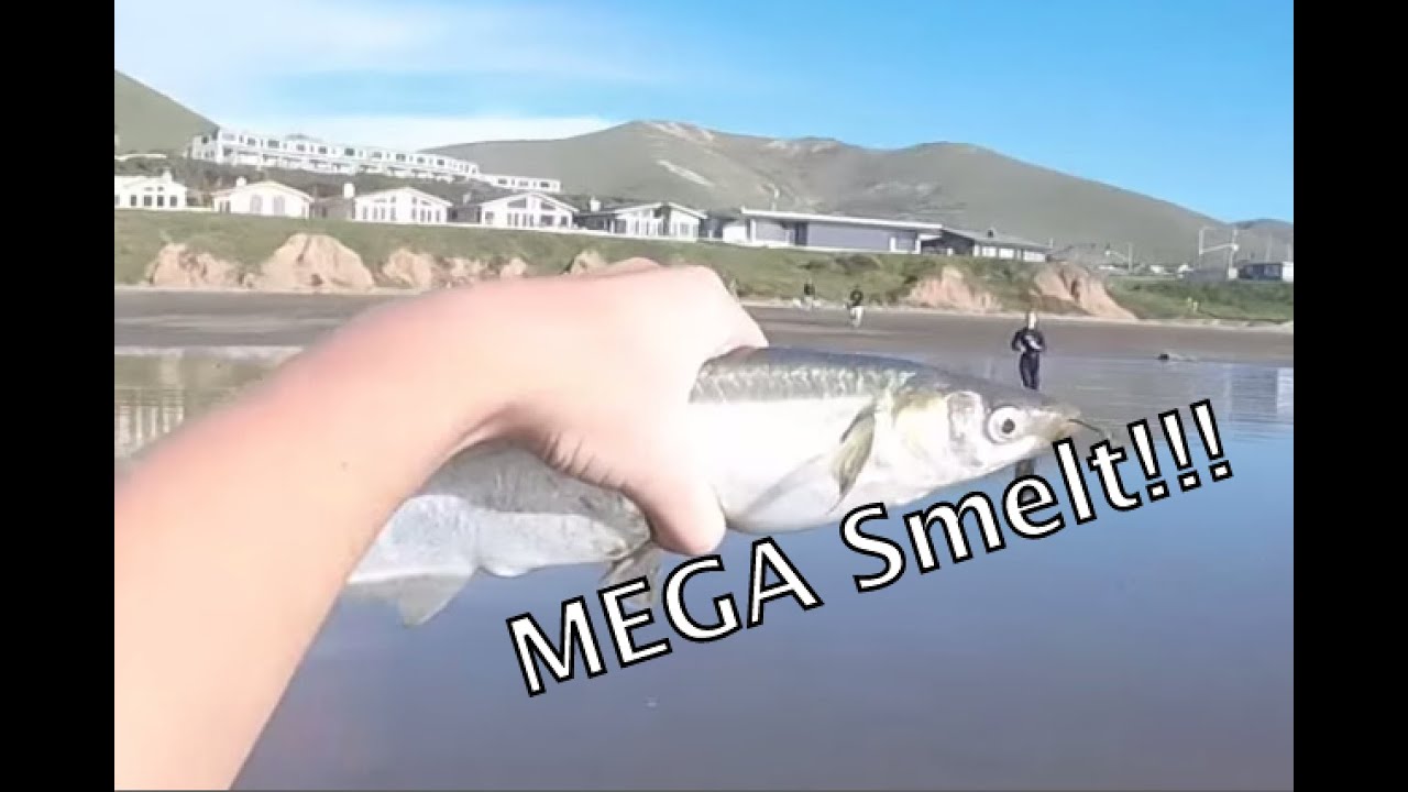 Huge Jacksmelt!
