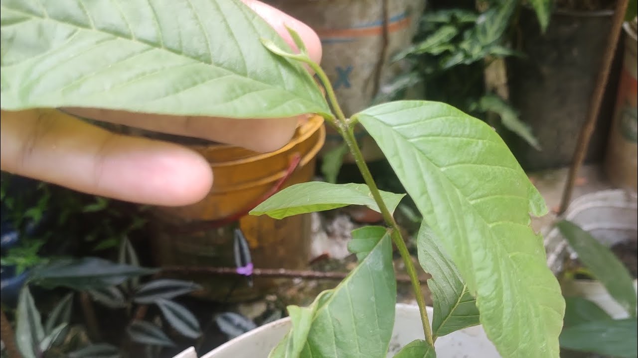 Replantio do pé de goiaba e veludinho 🤍 branco 