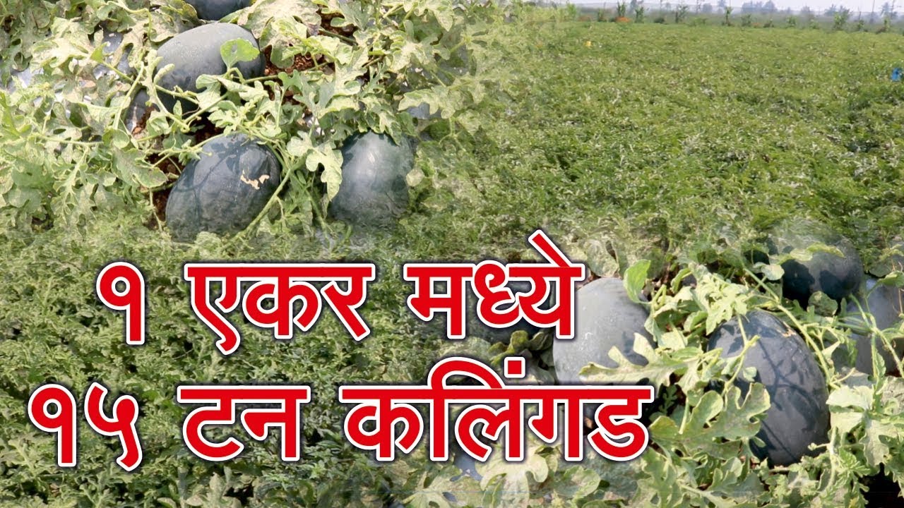Success Story of Water Melon Farmer कलिंगड शेतकऱ्याची यशोगाथा Z7 plus antivirus, Vegetable KIT