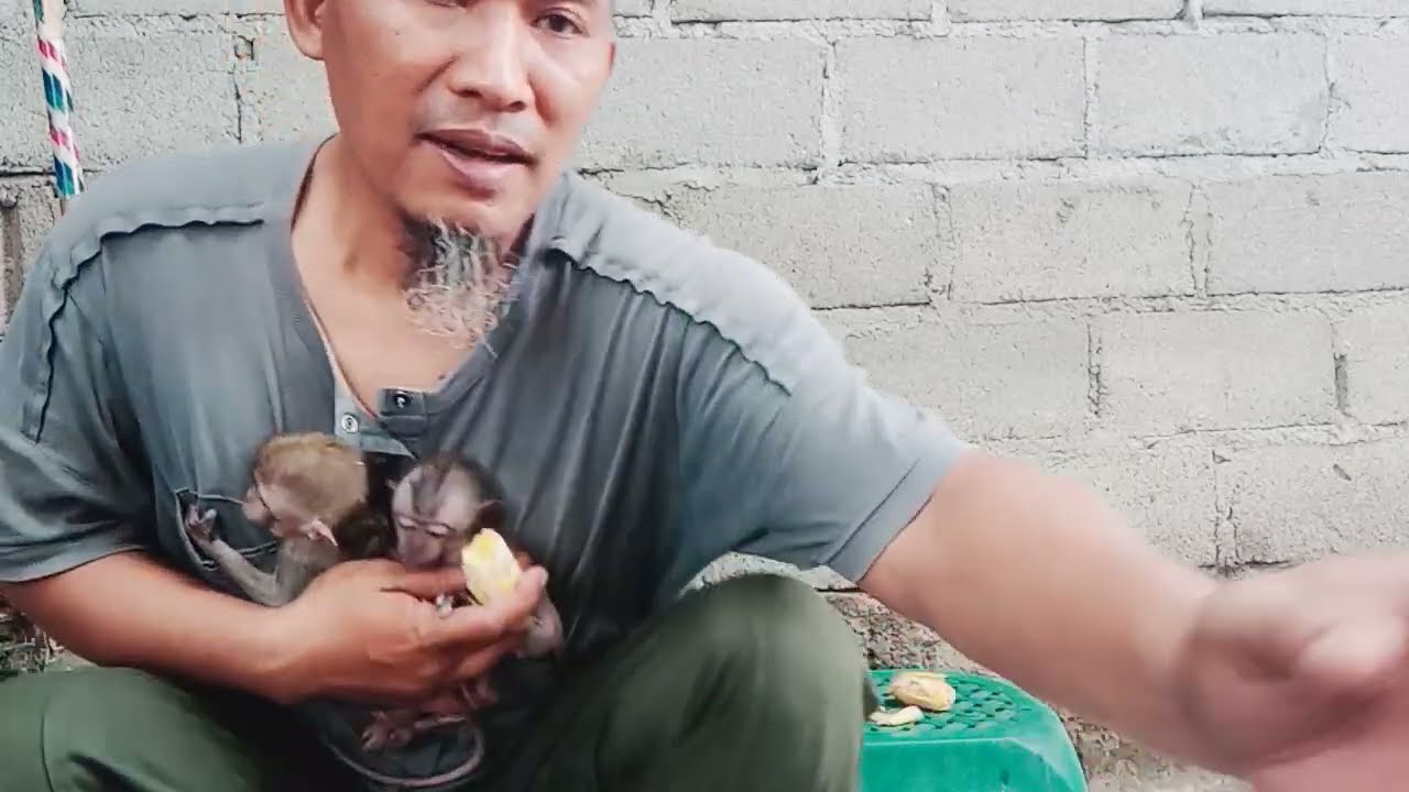 17 Februari 2026 memisahkan mereka dari rasa kecemburuan tiga anak monyet/monkey