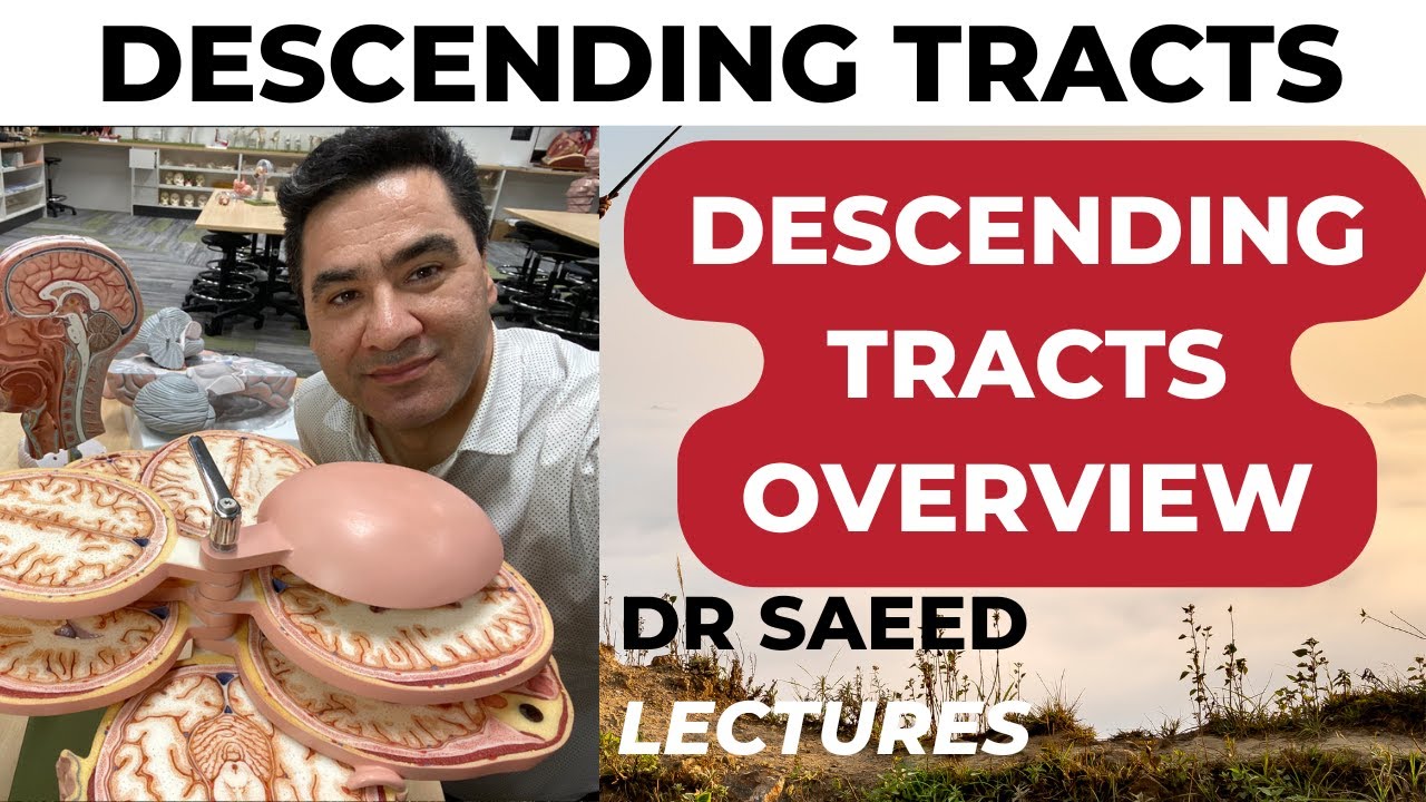 Spinal Cord Descending Tracts Overview: The Neural Highways of Movement