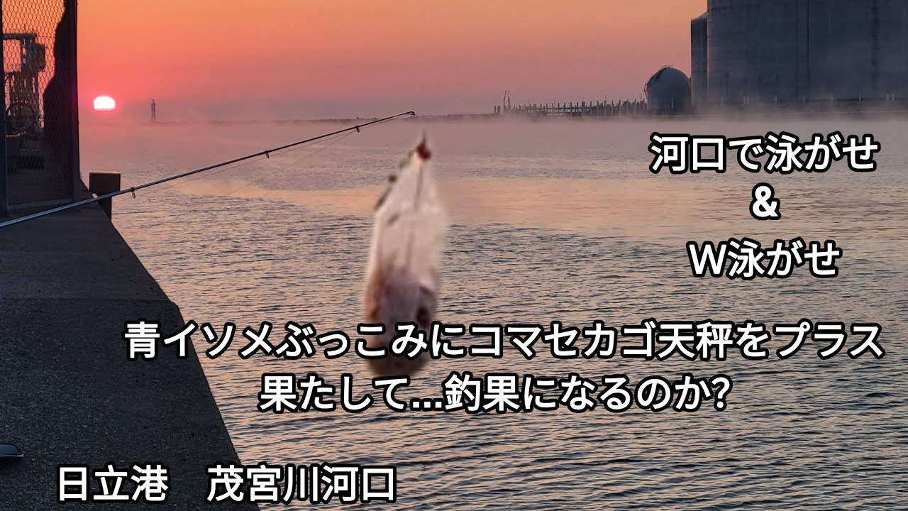 [　河口で泳がせ　&　Ｗ　泳がせ　(銀兵)　]　青イソメぶっこみ　に　コマセカゴ天秤を　プラス　果たして釣果となるのか？　茨城県　茂宮川河口　#曲/人魚のラテ