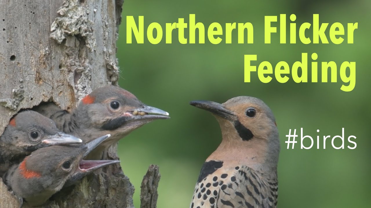 👀 Feeding Hatchlings Northern Flicker (Colaptes auratus)