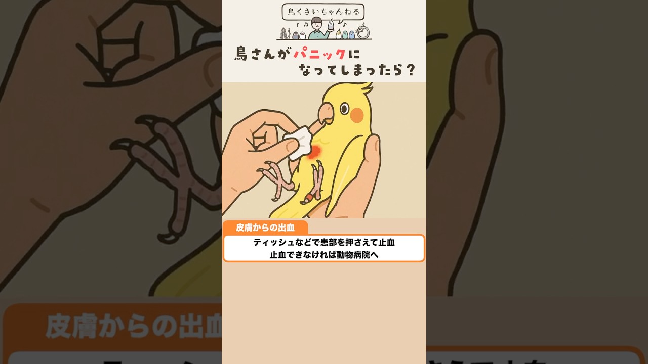 鳥さんがパニックになってしまったら？【切り抜き】 #オカメパニック #鳥くさいちゃんねる #鳥飼初心者専門チャンネル