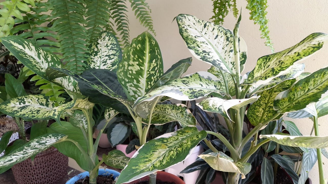 TOUR  PELAS DIEFFENBACHIAS (COMIGO NINGUÉM PODE) E TEM PLANTINHAS NOVAS 🤗🤝