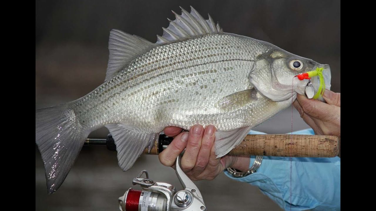 休斯顿钓白鲈鱼故事2021 Fishing story of white bass 2021, spring creek of lake houston。虎鲨钓鱼网 UsaZN.com