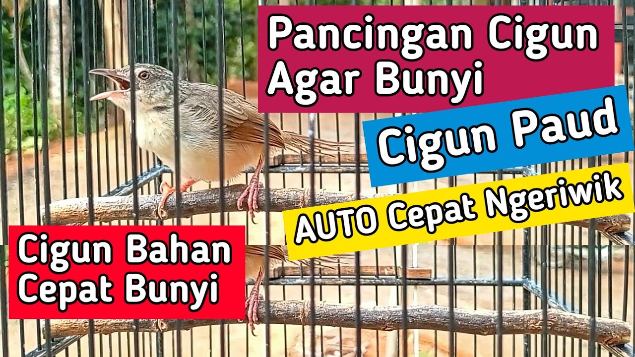 Pancingan Cigun Agar Bunyi dan Cepat Ngeriwik, Cigun Bahan Auto Respon