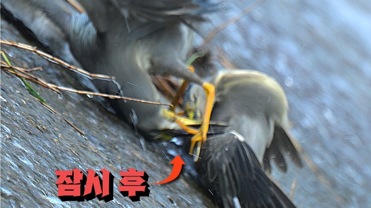 생존을 위한 검은댕기해오라기들의 치열한 사투 Fierce fight between heron