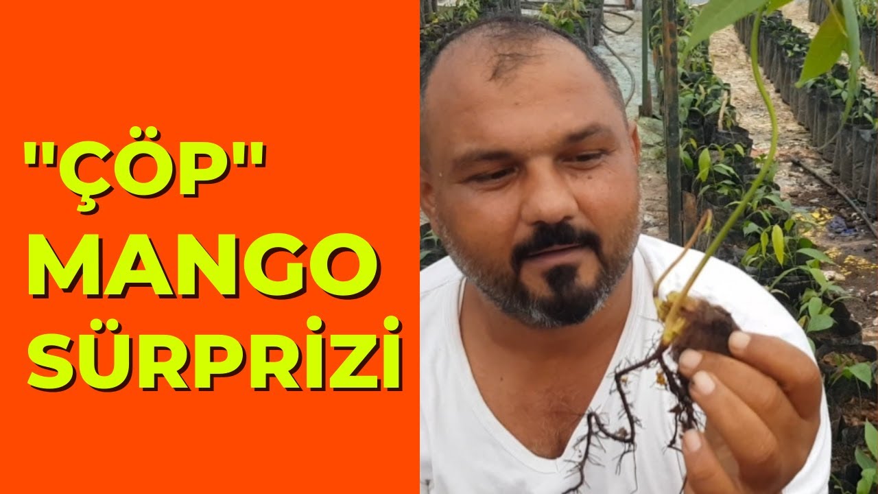 Çöp Kovasından Mango Sürprizi ! yerli mango fidanı nasıl yetiştirilir. #tropikaltopraktv mango