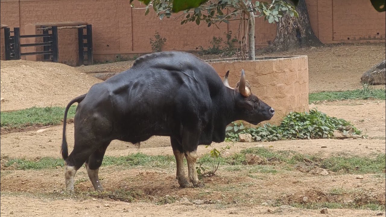 இப்படி ஒரு காட்டெருமைய பாத்திருக்கீங்களா? #mysoor #zoo #bahubali #bison #deer #elephant #giraffe