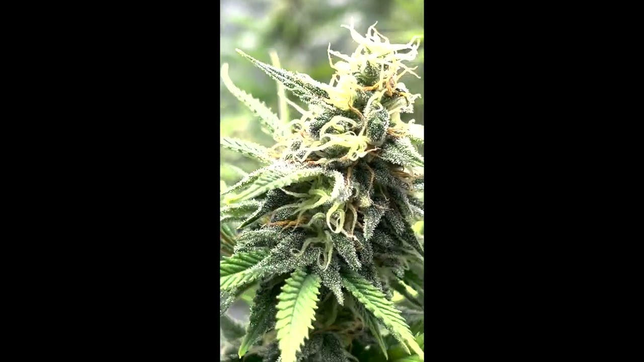 Purple Haze &ndash; Seed to Harvest