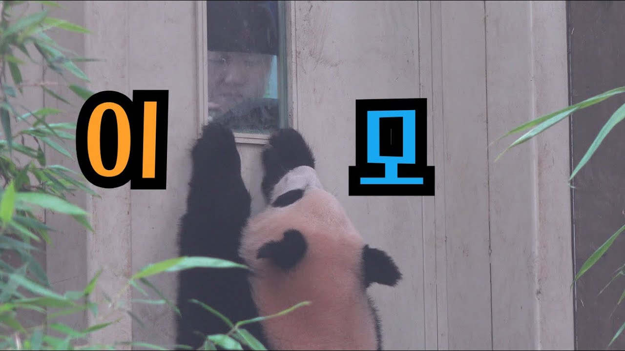 ★에버랜드 판다월드★ 오바오 이모랑 상봉하고 싶어 애타는 마음♥ Baby Panda & Zookeeper