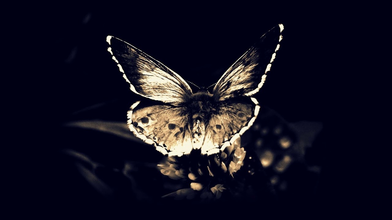 NOCHI - Black Butterfly(Prod By:Mili Milanss)