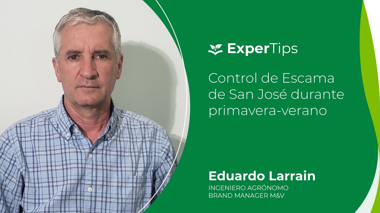 Expertips: Control de Escama de San José durante primavera-verano