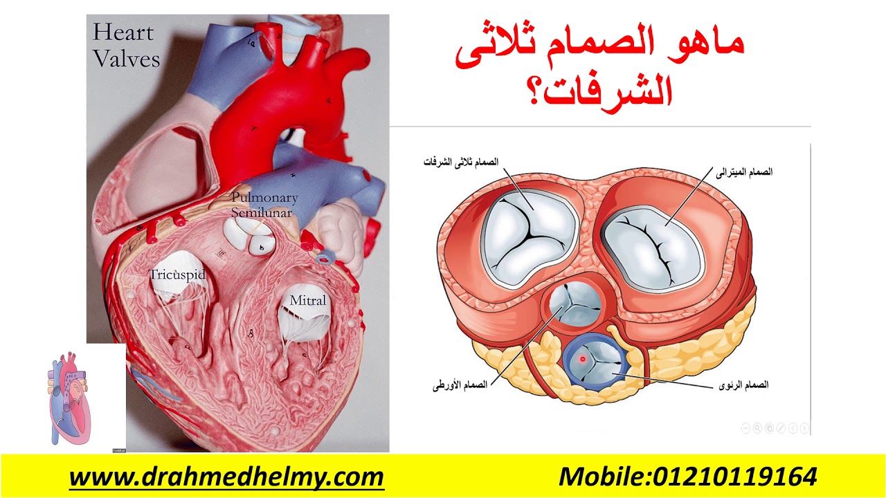 الصمام الثلاثى الشرفات