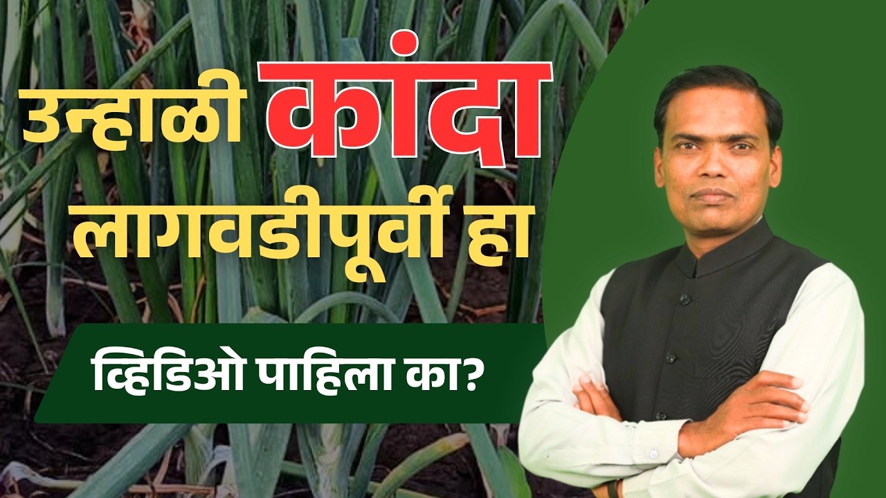 कांदा लागवड संपूर्ण माहिती: संपूर्ण वेळापत्रक आणि फवारणी नियोजन, खते आणि रोग नियंत्रण मार्गदर्शक