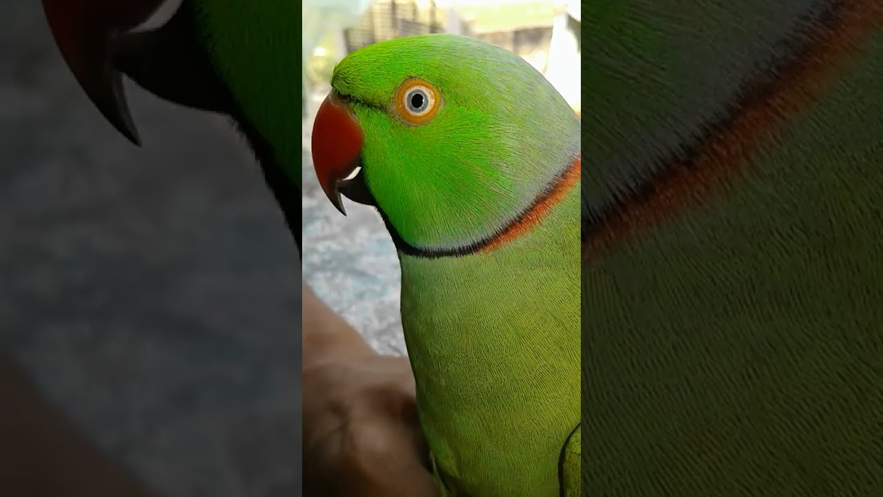 Bolta tota very cute my parrot ab  is duniya me nhi h 😔😭