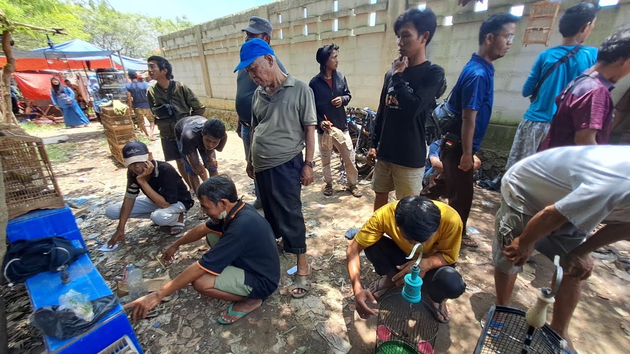 Pasar burung plered cuma 35k sudah kayak gini luamyan mahal