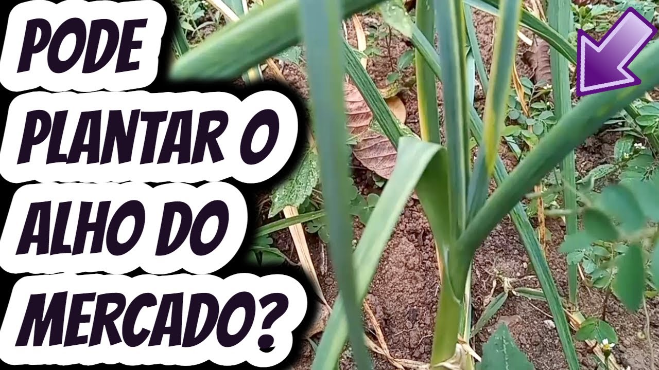 Pode plantar cultivar o alho do supermercado? Da para fazer mudas com o dente de alho do mercadinho?