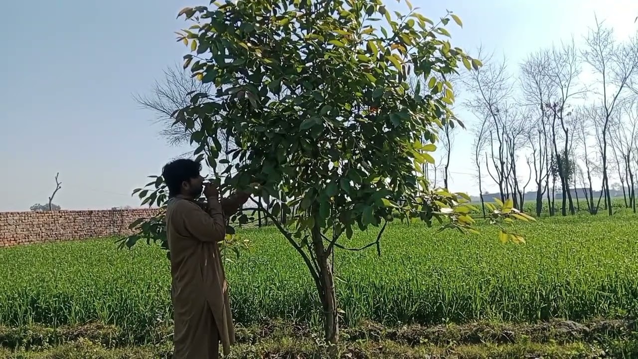 new vlog Ali Hassan  sona punjab 1 