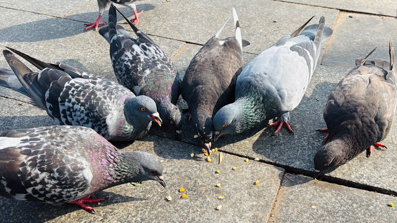 Many pigeons do not just peck at food.