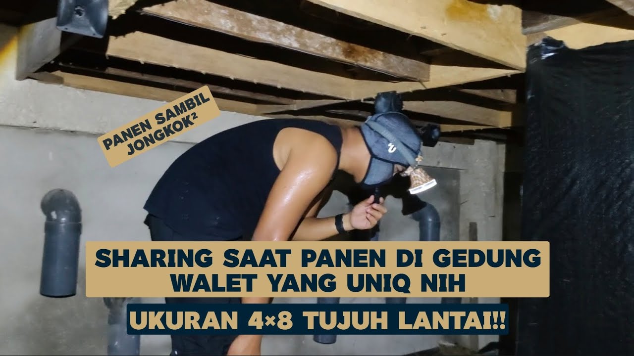 Sharing dari dalam gedung walet uniq, ukuran 4×8 Tujuh Lantai!!