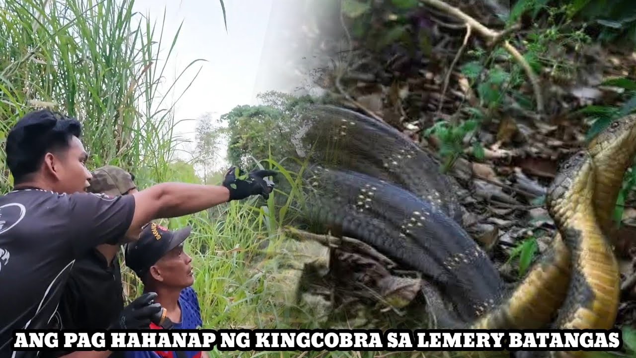 3 DIPANG KING COBRA SA BANGIN ANG MISSION NG TEAM..