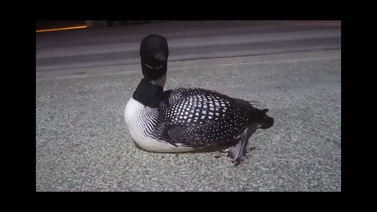 Loon