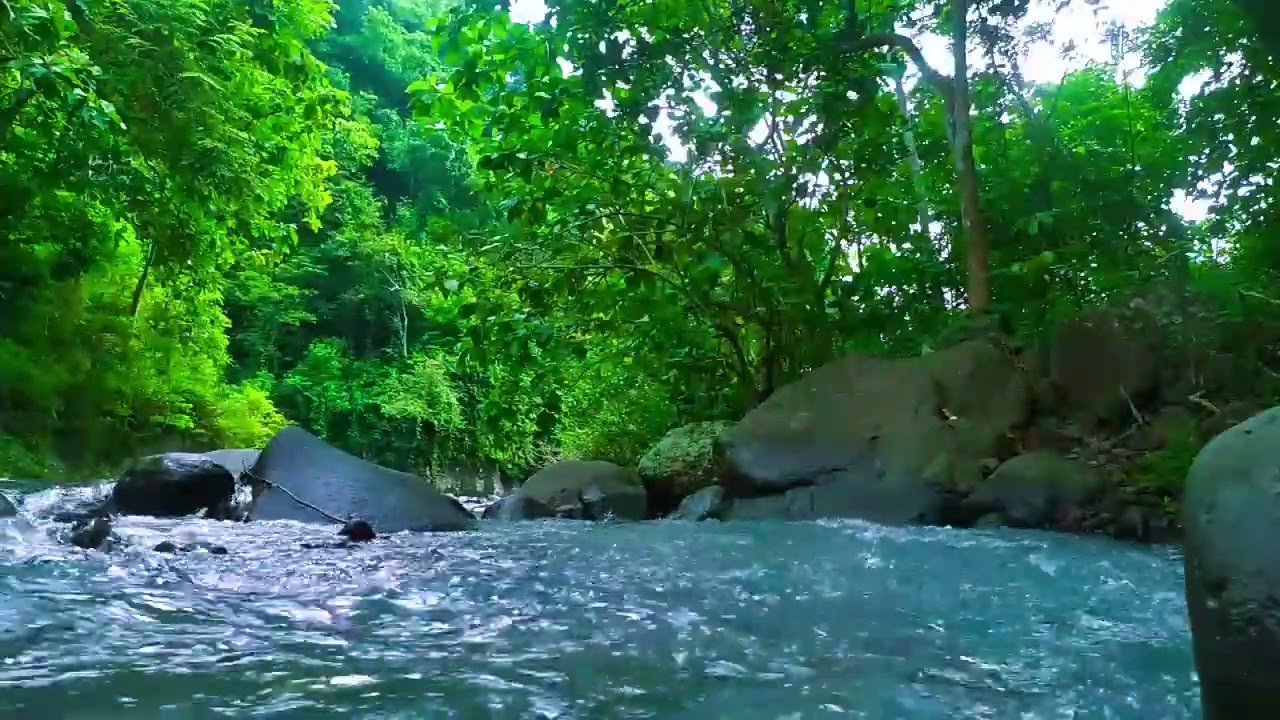 Gentle Stream in the Woods – Nature River Sounds for Relaxation