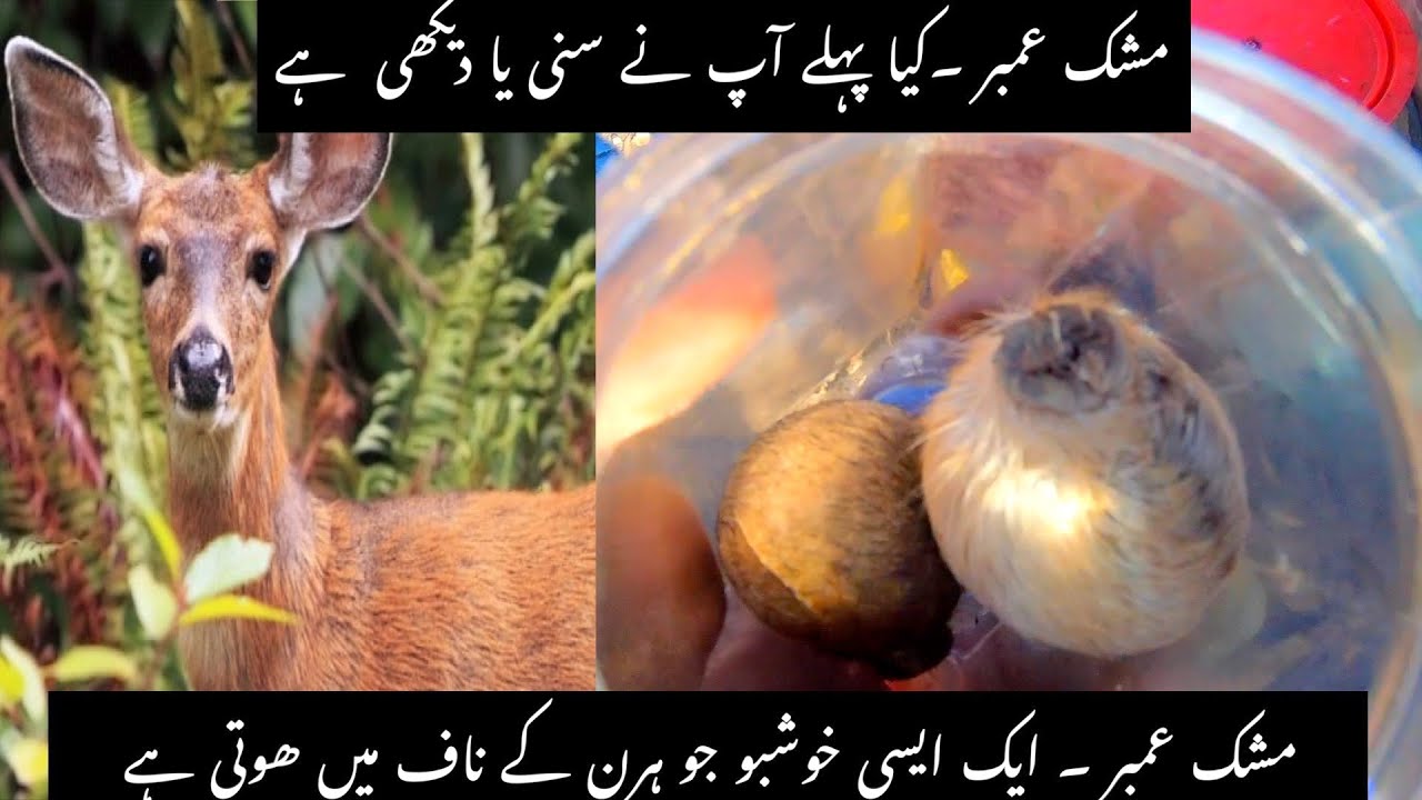 DEER MUSHK AMBER PRICE IN PAKISTAN | caudal glands of the male musk deer | ijaz usman travel