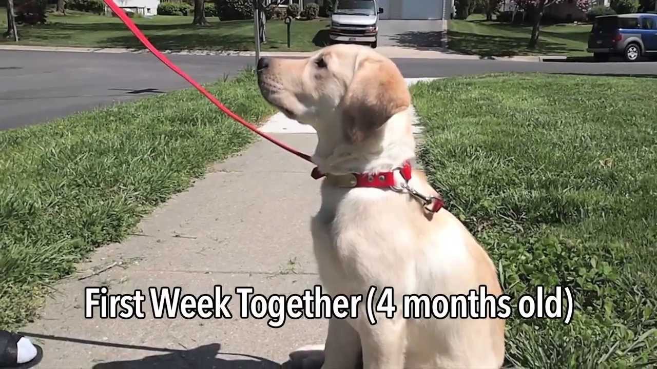 Raising A Service Dog Puppy!