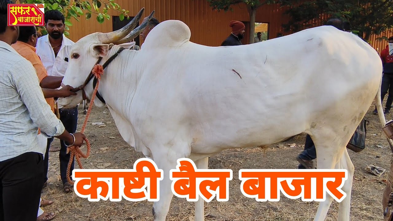 बैल बाजार काष्टी@pravasbazaracha ||SafarBazarachi||सफरबाजाराची