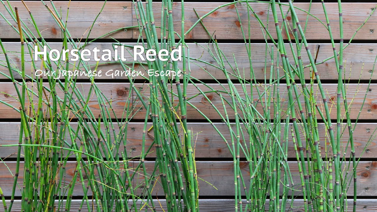 Horsetail Reed - All You Need to Know | Our Japanese Garden Escape