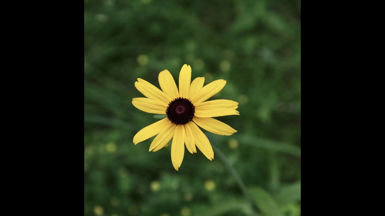 Summer Wildflowers
