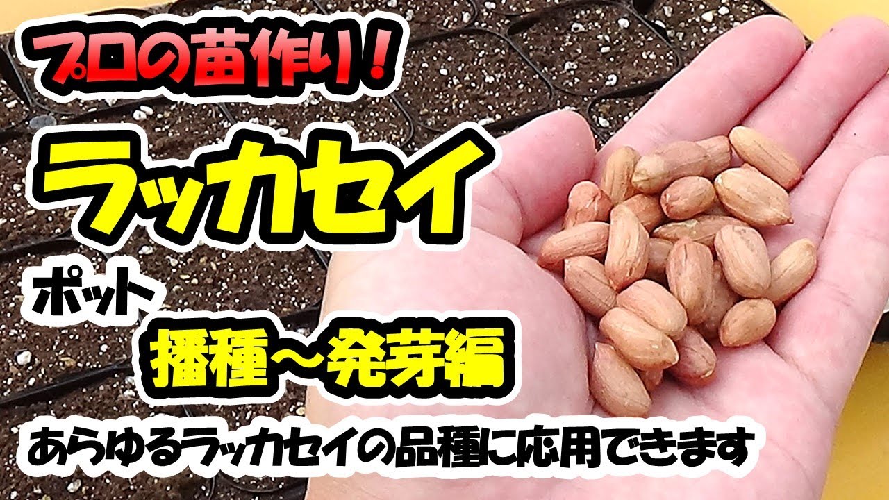 【育苗のプロが教える！】ラッカセイの苗作り　播種～発芽編（9cmポット）あらゆる落花生の品種に応用できます
