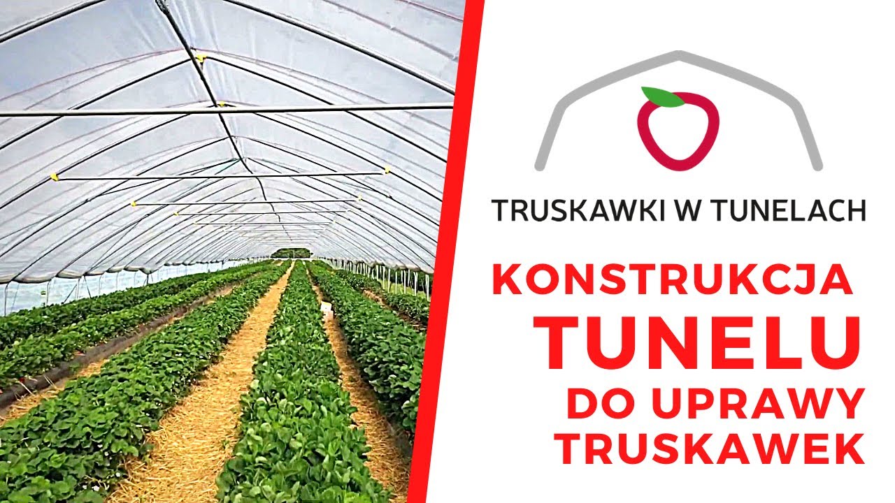 Optymalna konstrukcja tunelu do uprawy truskawek na wczesny zbiór