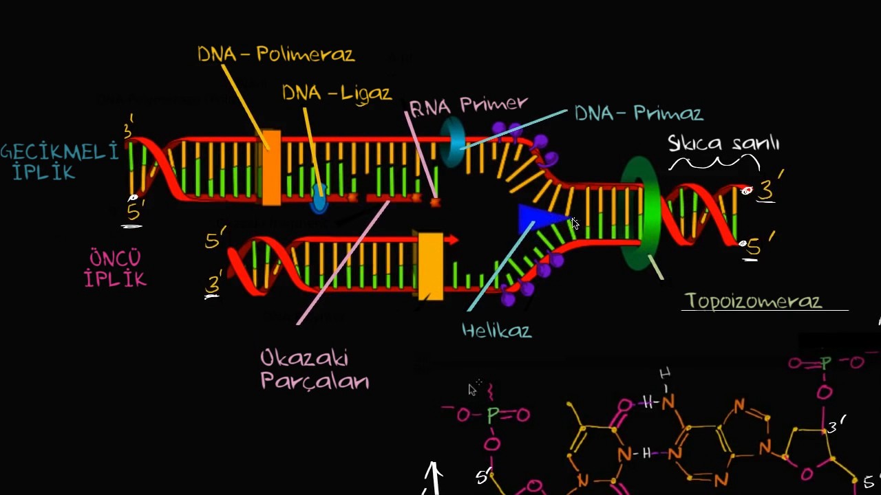 DNA Replikasyonunda Öncü ve Gecikmeli İplikler (Biyoloji)