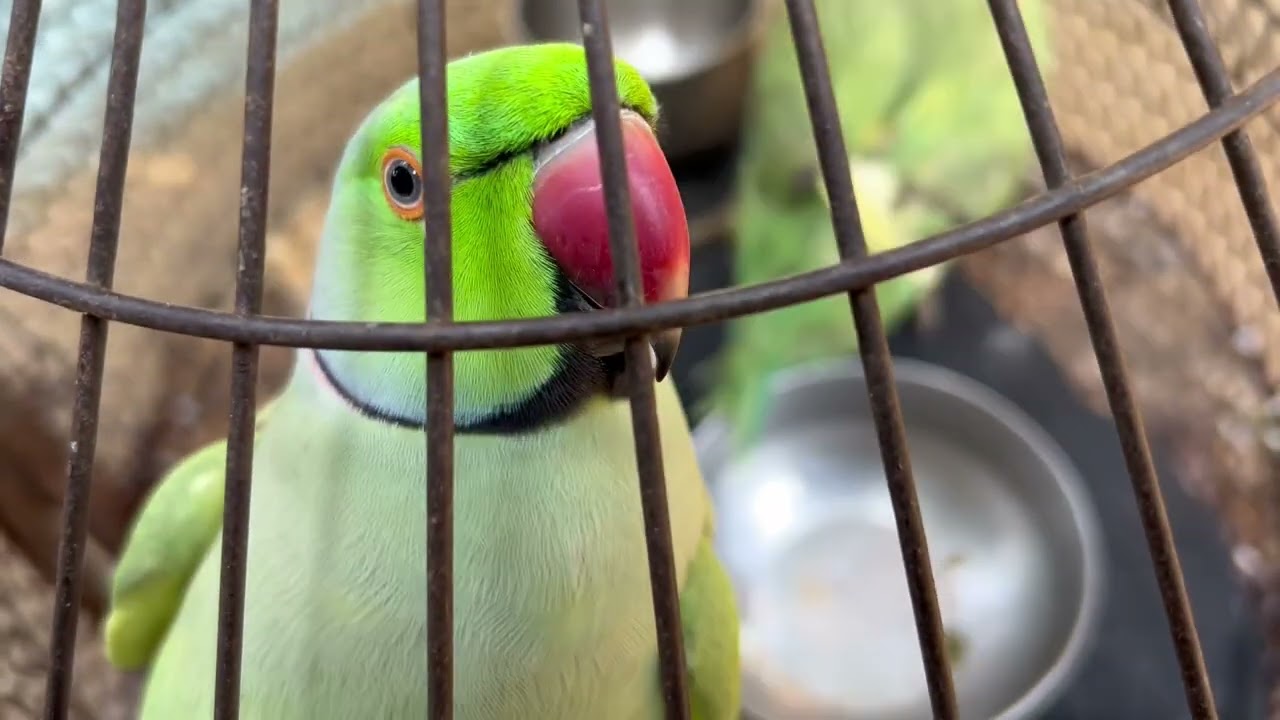  🦜💕✌️day 31./100 Parde video✌️ #teamfx #viralvideo #mitthu#parrot