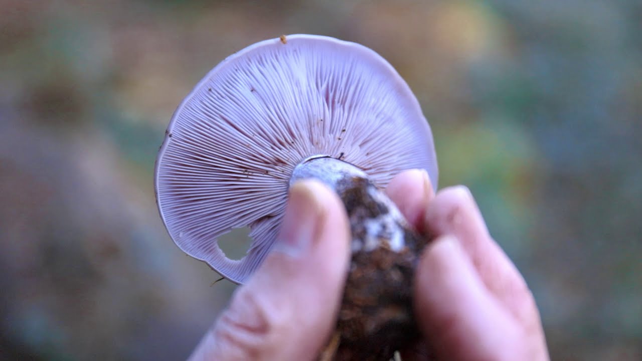 Virtual Fungi Foray in Broughton Woods