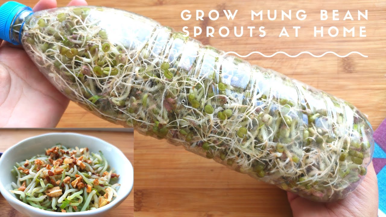 Using a water bottle to grow mung bean sprouts at home| Sprouts in Bottle| Life hack