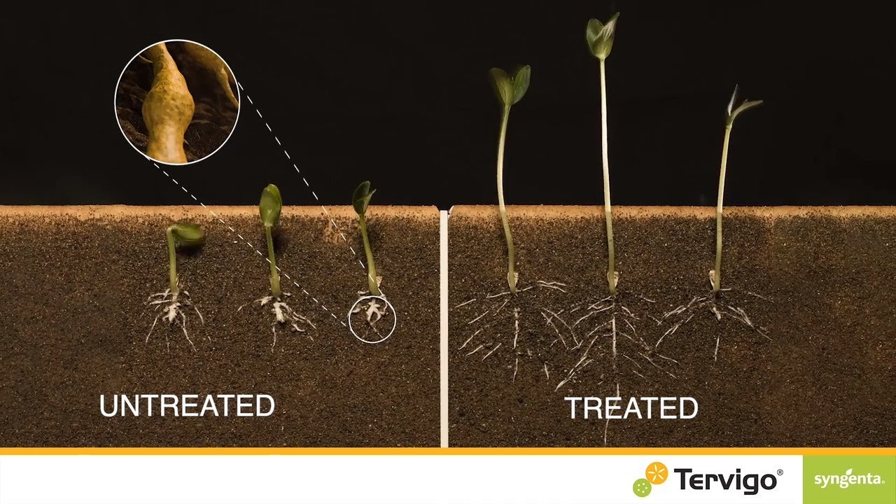 Control root knot nematodes with TERVIGO&reg;
