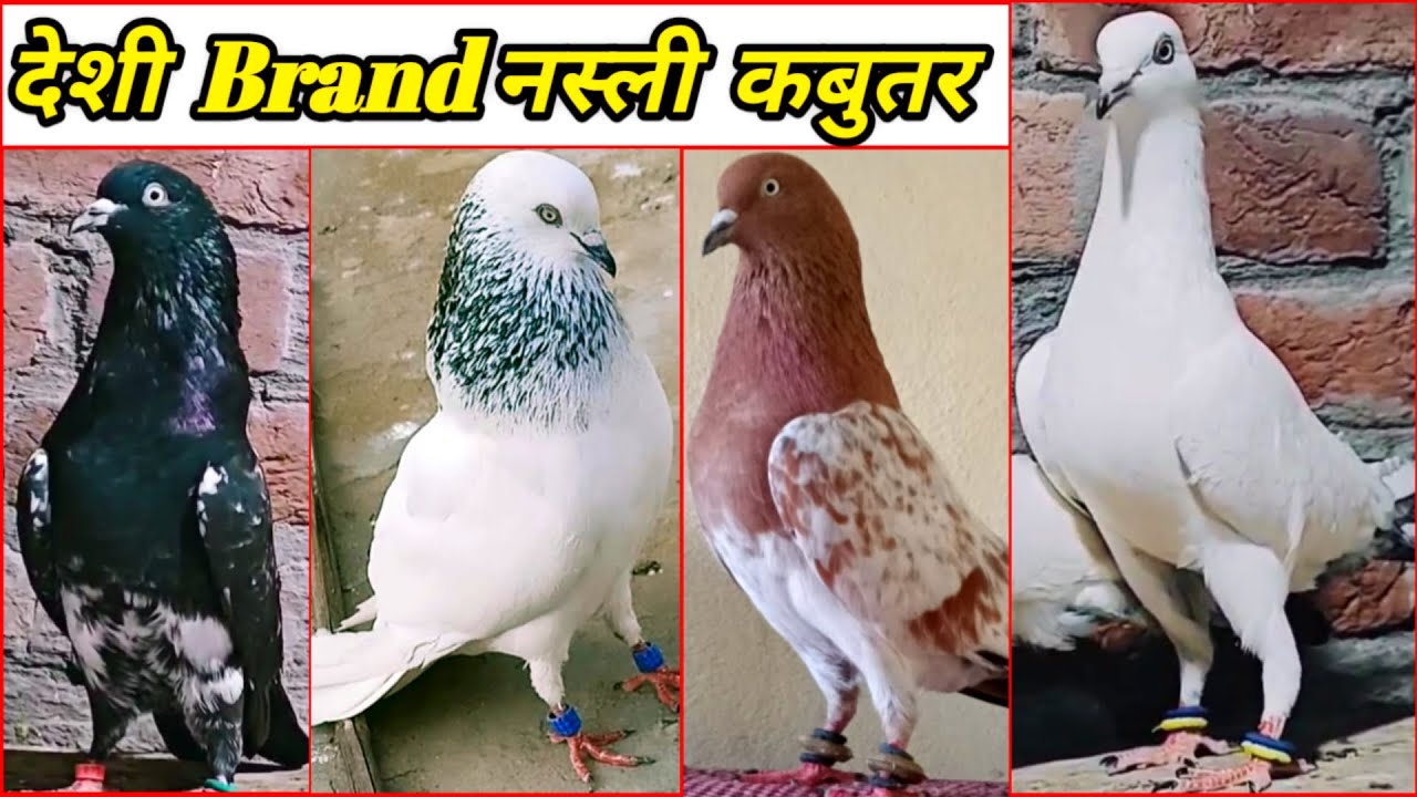 Devbandi Kabootar ! Rampuri Kaksire Kabootar ! Top 42 Pairs Arshad idrisi pigeon  