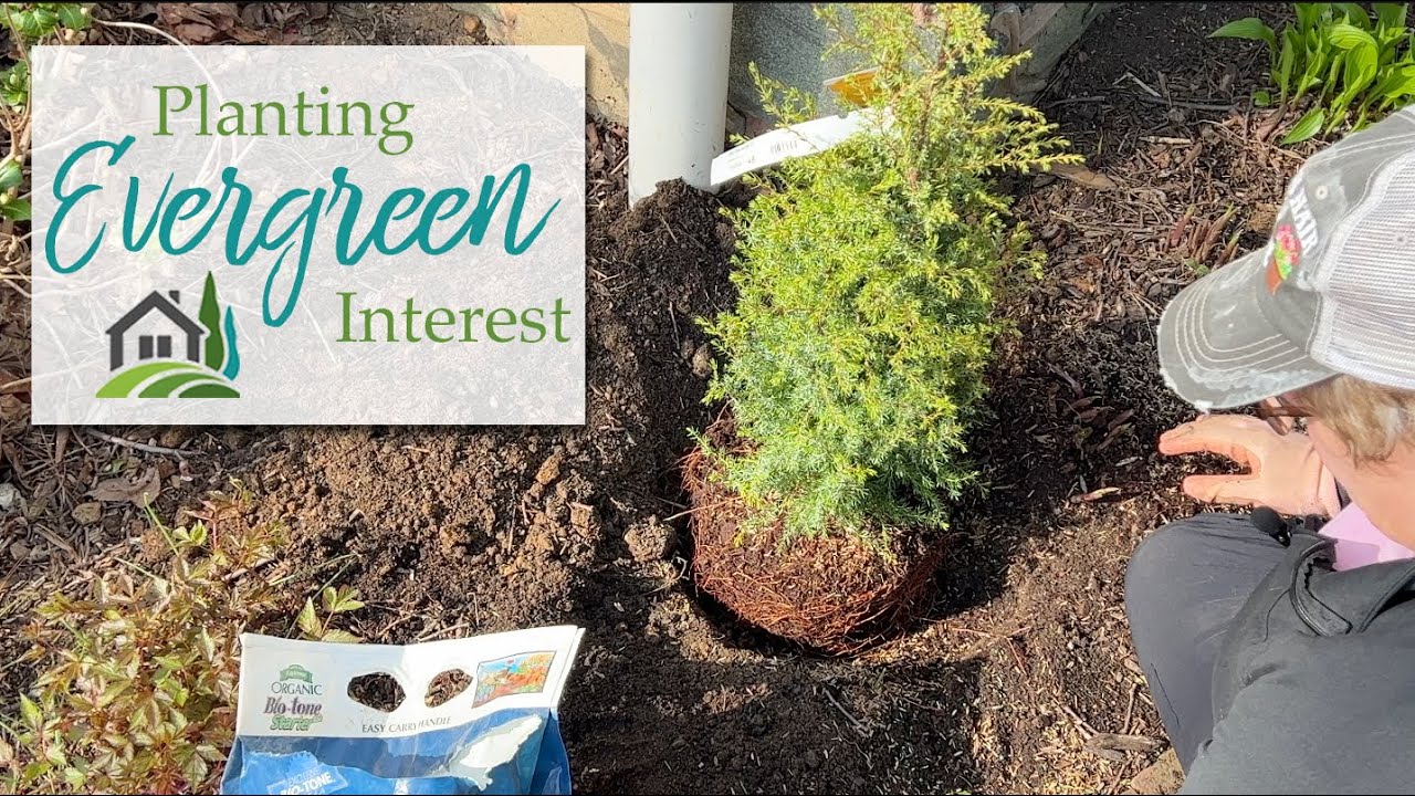 Planting Evergreen Interest - ❤️🌲❤️🌲❤️