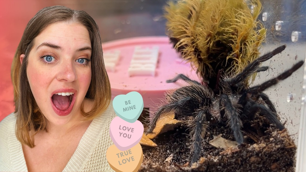 VALENTINE'S DAY REHOUSING - 3 Tarantulas get upgrades!