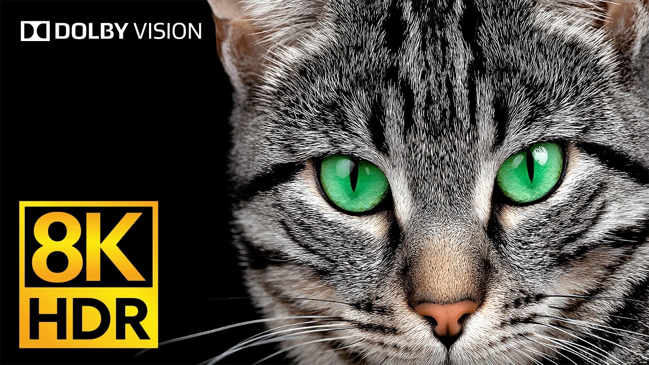 8K OLED Dolby Vision: Mind-Blowing 120fps HDR Video Quality Explosion #BGN