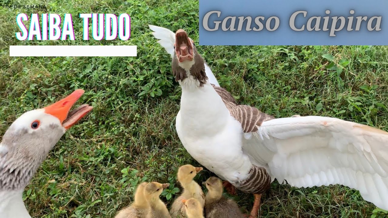 Saiba tudo sobre o Ganso Caipira | Ganso Doméstico | Ganso Comum | Criatório Junior Cardoso